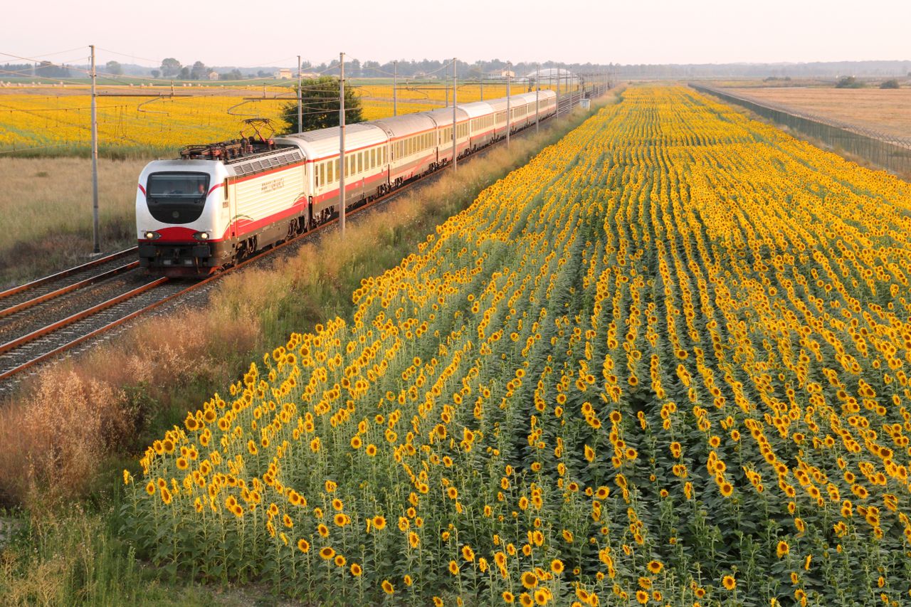 A train travels through picturesque sunflower fields in a rural setting, showcasing agricultural beauty.